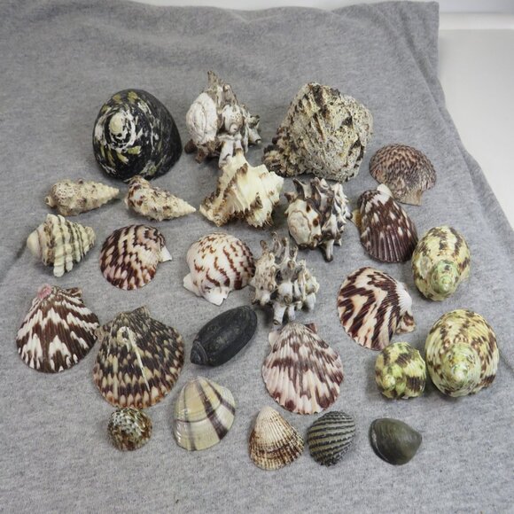 Black & White and Patterned REAL Sea Shells variety of sizes and styles - Picture 1 of 16